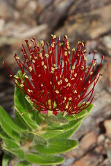 Derris trifoliata