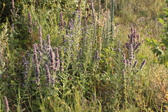 Stachys germanica