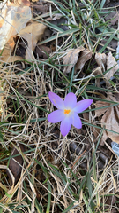 Crocus tommasinianus
