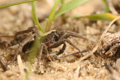 Alopecosa albofasciata
