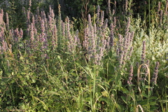 Stachys germanica