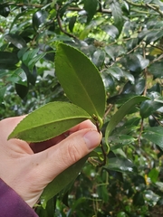 Camellia sasanqua