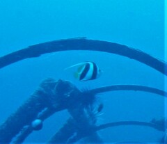 Heniochus diphreutes