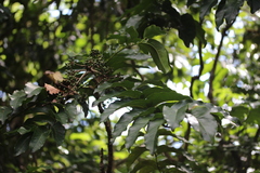 Derris trifoliata