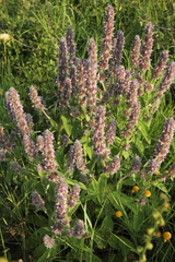 Stachys germanica