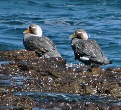 Tachyeres leucocephalus