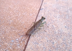 Chaeteessa