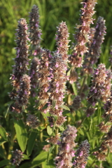 Stachys germanica
