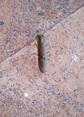 Chaeteessa