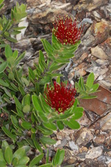 Derris trifoliata