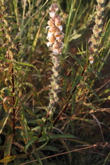 Digitalis lanata