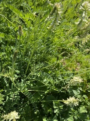 Astragalus trichopodus