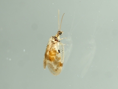 Carobius pulchellus