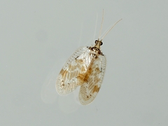 Carobius pulchellus