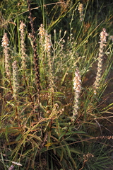 Digitalis lanata