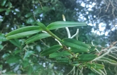 Campylocentrum densiflorum