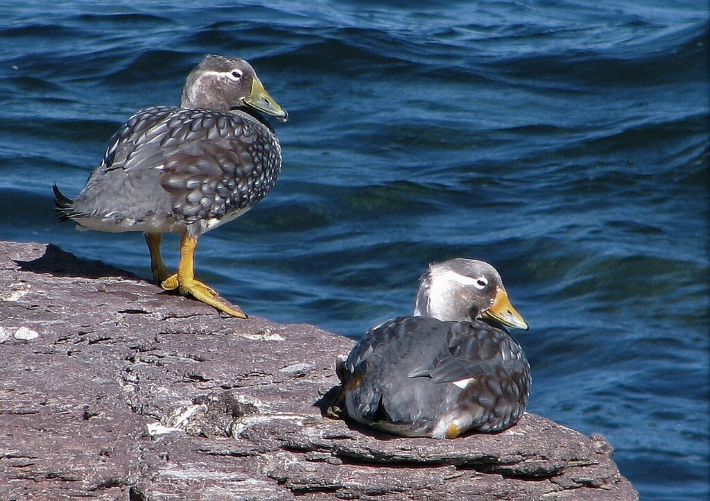 White-headed Steamerduck