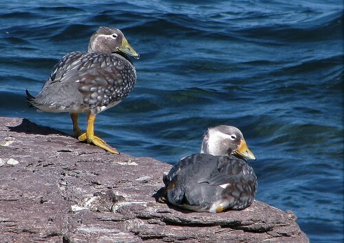White-headed Steamerduck