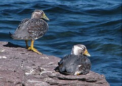 Tachyeres leucocephalus