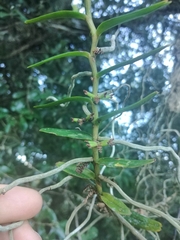 Campylocentrum densiflorum