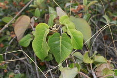 Derris trifoliata