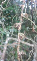 Campylocentrum densiflorum