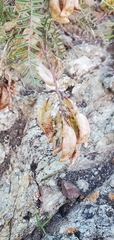Astragalus curtipes