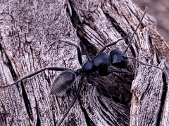 Calomyrmex albopilosus