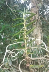 Campylocentrum densiflorum