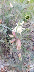 Astragalus curtipes