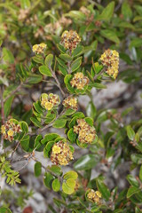 Derris trifoliata