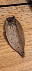 Phomopsis araucariae