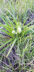 Toxicoscordion fremontii