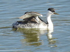 Aechmophorus clarkii