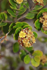 Derris trifoliata