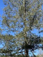 Pseudotsuga menziesii