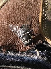 Scaptia