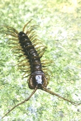 Lithobius variegatus rubriceps