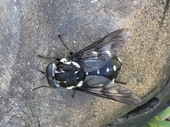 Scaptia