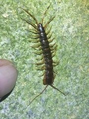 Lithobius variegatus rubriceps