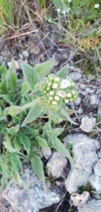 Phacelia imbricata imbricata