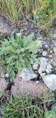 Phacelia imbricata imbricata