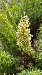 Ophryosporus triangularis