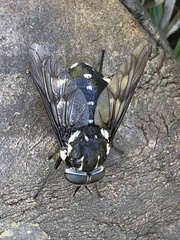 Scaptia