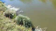 Cortaderia selloana