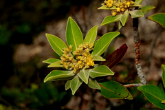 Derris trifoliata