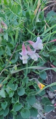 Lathyrus vestitus
