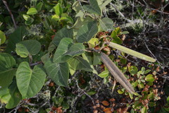 Derris trifoliata