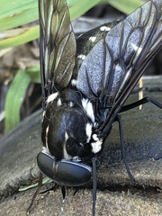 Scaptia