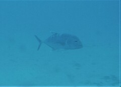 Caranx ignobilis